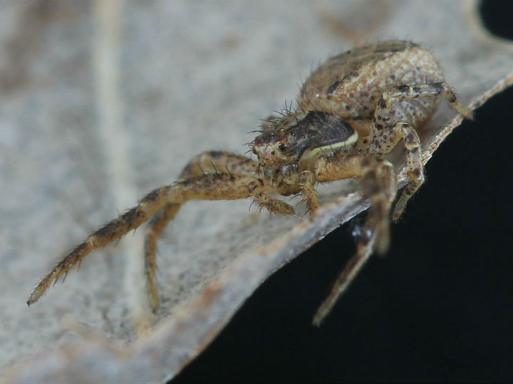 Crab Spider